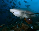 Bull Shark