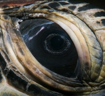 Green Turtle eye