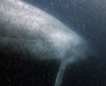 Blue Whale & Krill