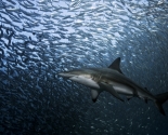 Black Tip Shark