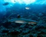 White Tip Reef Shark