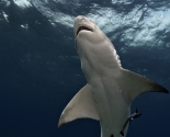 Lemon Shark