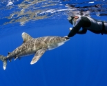 Oceanic White Tip
