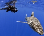 Oceanic White Tip