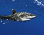 Oceanic White Tip