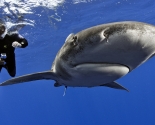 Oceanic White Tip