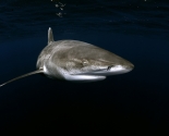 Oceanic White Tip