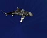 Oceanic White Tip
