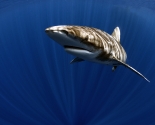 Oceanic White Tip