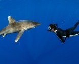 Oceanic White Tip
