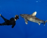 Oceanic White Tip 