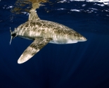 Oceanic White Tip