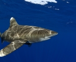 Oceanic White Tip