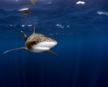 Oceanic White Tip