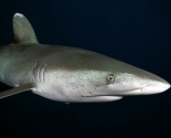 Oceanic White Tip