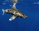 Oceanic White Tip