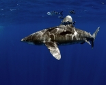 Oceanic White Tip