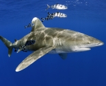 Oceanic White Tip