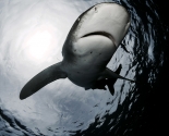 Oceanic White Tip