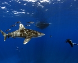 Oceanic White Tip