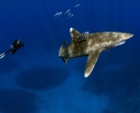 Oceanic White Tip