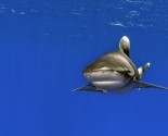 Oceanic White Tip