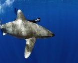 Oceanic White Tip