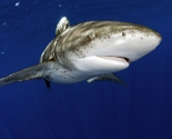 Oceanic White Tip 