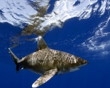 Oceanic White Tip