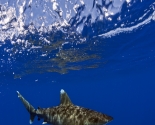 Oceanic White Tip