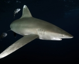 Oceanic White Tip 