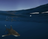 Oceanic White Tip