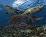 Lemon Shark