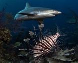 Grey Reef Shark