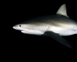 Grey Reef Shark