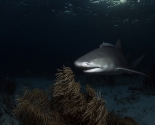 Lemon Shark