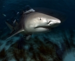 Lemon Shark