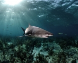 Lemon Shark
