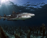 Lemon Shark