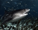 Tiger Shark