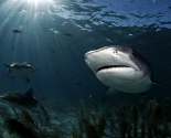 Tiger Shark