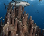 Grey Reef Shark