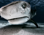 Tiger Shark