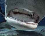 Tiger Shark