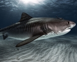 Tiger Shark