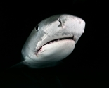 Tiger Shark at Night