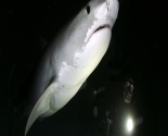 Tiger Shark at Night