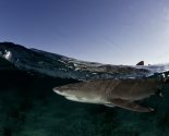 Lemon Shark