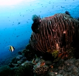 Reef Life - Indonesia