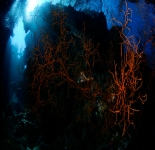 Black Coral - Indonesia